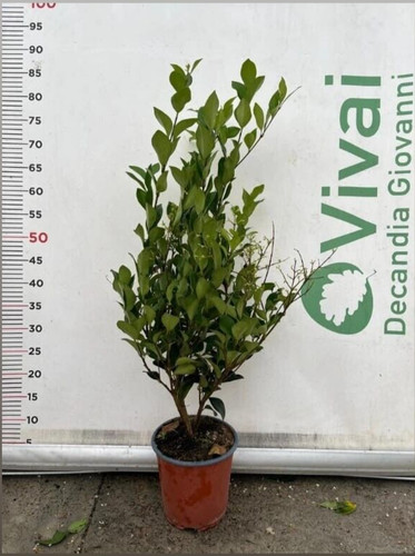 Plante ligustre texanum - plante, de