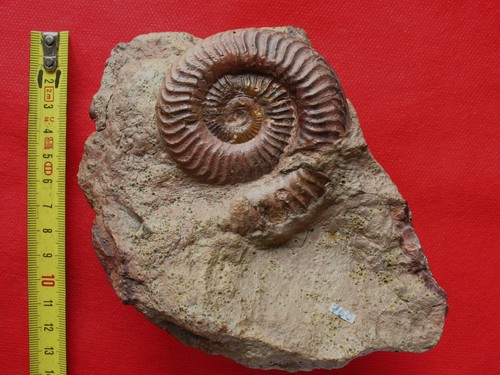 Ammonite toarcien - du,
