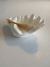 Ancien coquillage bénitier - naturel - année 70 - 23x14x7 cm - 1000g