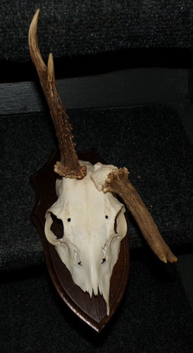 Superbe trophee chasse - ,