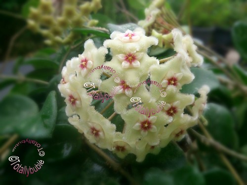 Bouture cutting hoya cv - bouture,