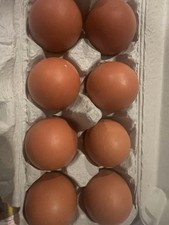 6 PUREBRED BLACK COPPER MARANS