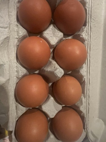 Purebred black copper marans - 7,