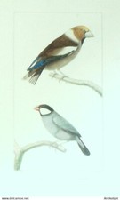 Gravure Travies-Oudet Buffon