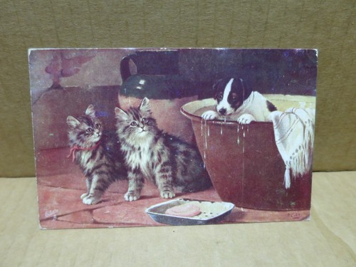 Cat illustrated card cats - cat,