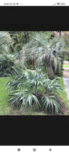 Brahea mooreii seeds graines - seeds,