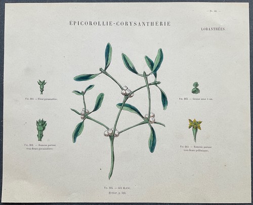 Herbier gui blanc - gui,