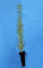3 Japanese Larch Larix Kaempferi 5-10 Inches Tall Ideal for Bonsai or Landscape
