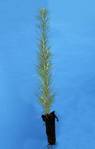 Japanese larch larix - 3,
