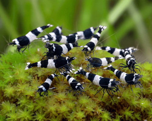 Lot crevettes panda - crevettes,