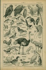 Antique Birds Document from the 1934 Book