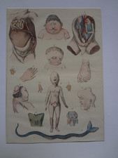 Antique Science Engraving Human Body Curiosities - Old Engraving