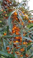 Hippophae rhamnoides 'Inja'