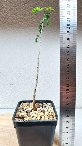 Commiphora