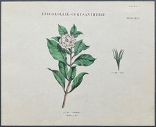 Herbier Gardénie Gravure couleur v. 1860 par Audouit