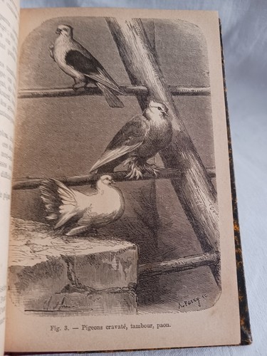 Pigeons dindons oies - pigeons, et
