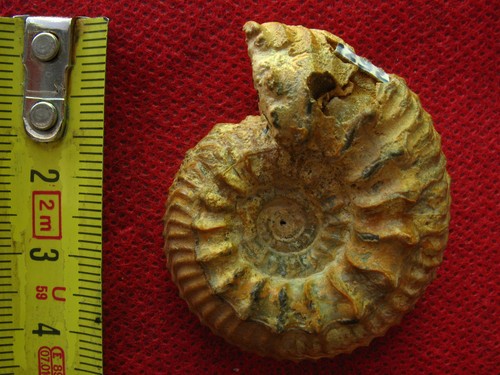 Ammonite oxfordien - de, l'oxfordien