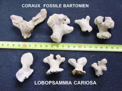 Coraux corail - coraux,