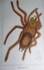 Antique 1837 Spider Print Hand Colored Mygale blondii Tarantula Latreille Cuvier