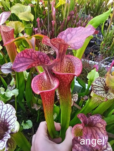 Sarracenia angel carnivorous - sarracenia, 'angel'