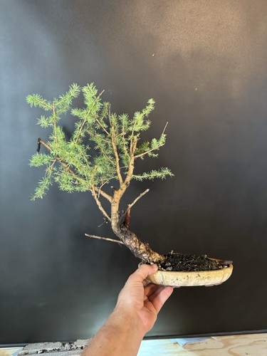 Collected american larch pre - collected,