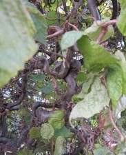 ♫ NOISETIER 'Tortueux'