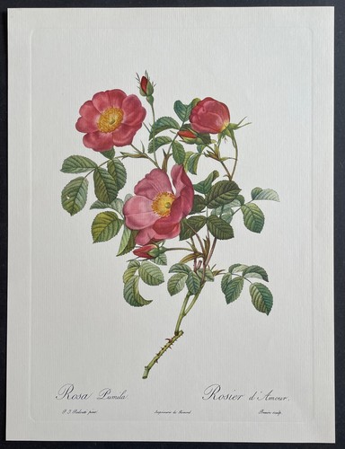 Botanique rosier amour - rosier, d’amour