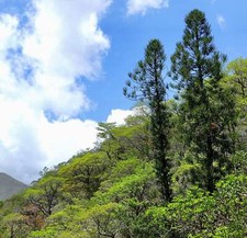 Araucaria luxurians SEEDS -