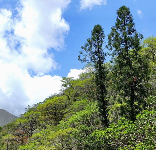 Araucaria luxurians seeds - seeds,