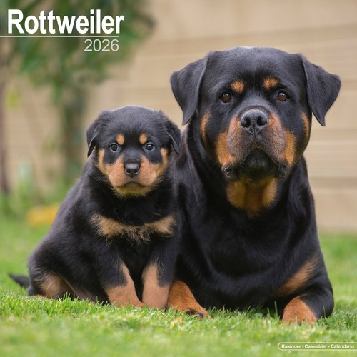 Calendrier 2026 rottweiler - calendrier,