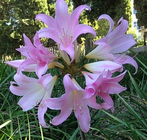 Large amaryllis belladonna - large,
