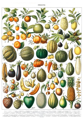 Les fruits planche - les,