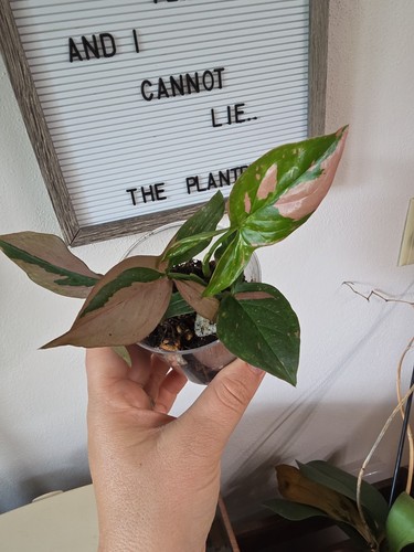 Syngonium pink splash plant - splash,