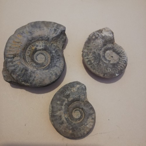 Lot ammonites fossiles - lot, de