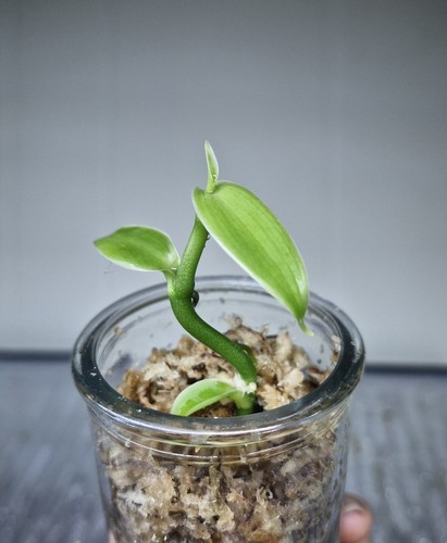 Rare vanilla pompona - rare,