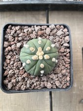 Astrophytum Asterias  Fukuryu