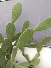 Opuntia tomentosa 1cutting 1 bouture succulent frosthardy outdoor
