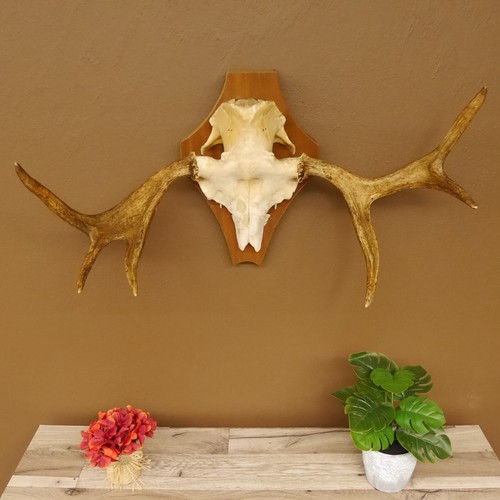 Elch petit bois - bois, cerf