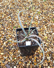 Yucca baccata ssp Baccata /