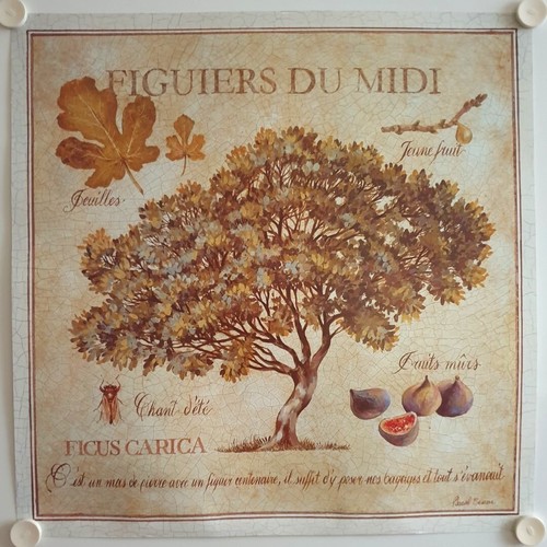 Affiche nature figuiers - nature,