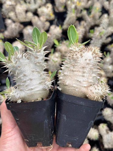 2pcs pachypo diumdensiflorum - 2pcs,