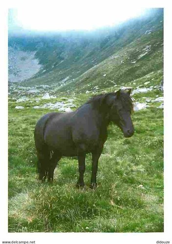 Carte postale animaux - -,