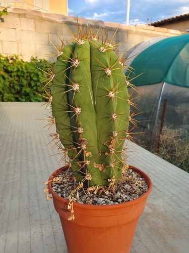 Cactus cierge echinopsis - cierge,