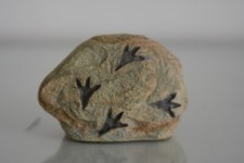 Petit Aquarium En Pierre Avec