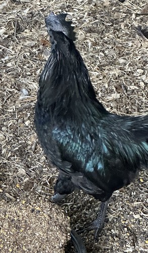 Ayam cemani chicken fertile - cemani,