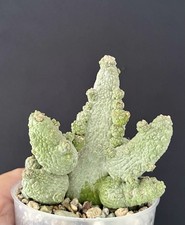 Cactus Pseudolithos
