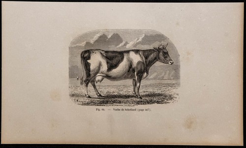 1860 vache schetland - 1860,