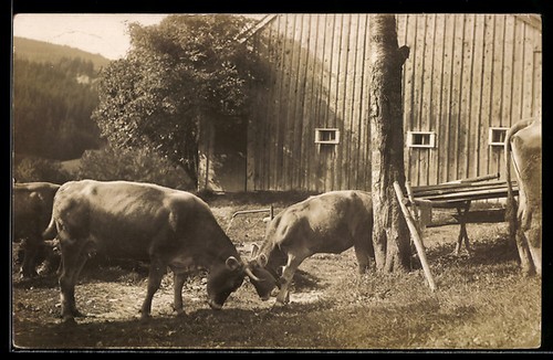 Carte postale bovins lors