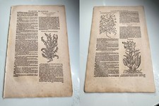 1 Page from Cruydt Boeck Remberti Dodonaei / Rembert Dodoens Botanical 1644