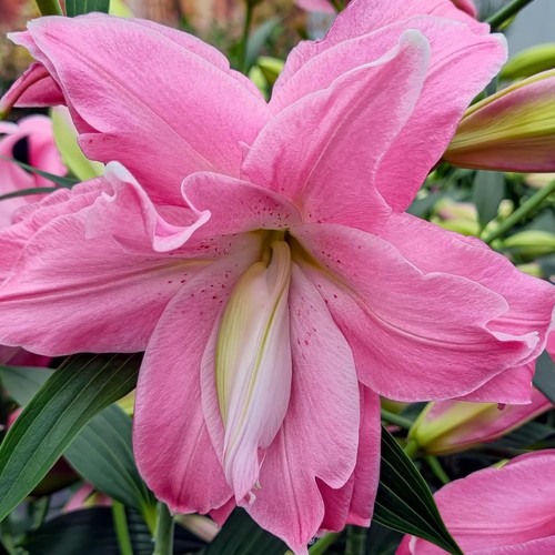 Bulbes lotus rustiques - bulbes,